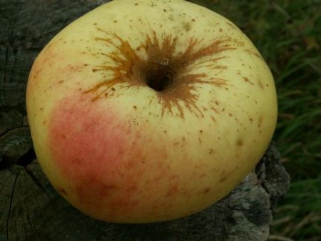 03 Pomme au 21 octobre 2006.